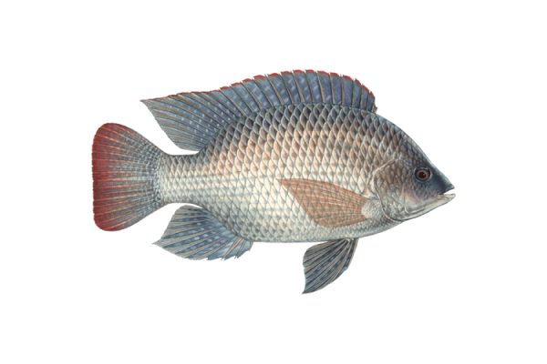 Monpura Fresh - Image 4